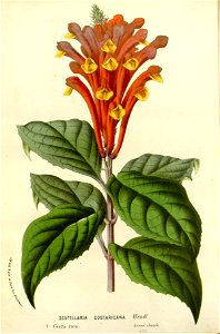Flore des serres v16 155a
