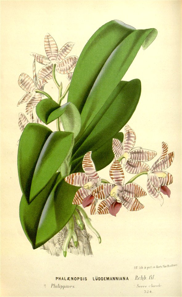 Flore des serres v16 053a