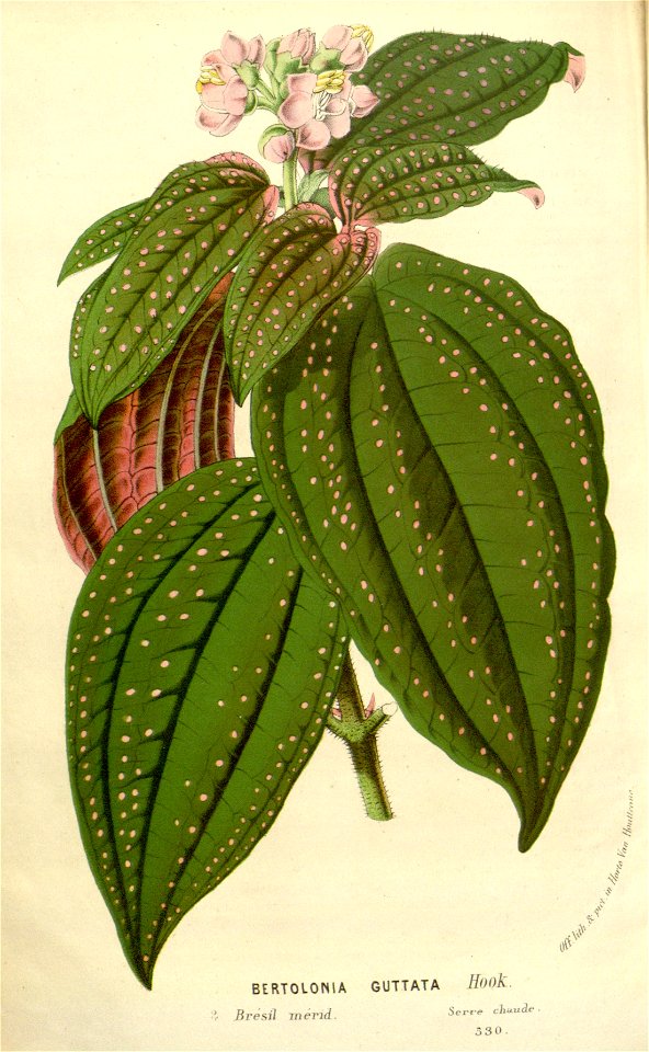 Flore des serres v16 163a