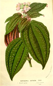 Flore des serres v16 163a
