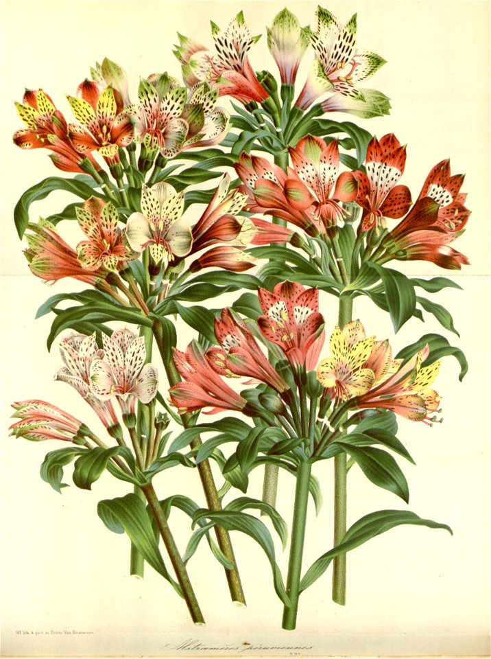 Flore des serres v16 063a