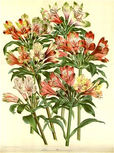 Flore des serres v16 063a