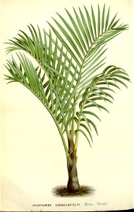 Flore des serres v16 171a