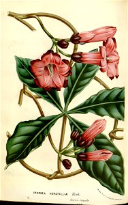 Flore des serres v16 071a