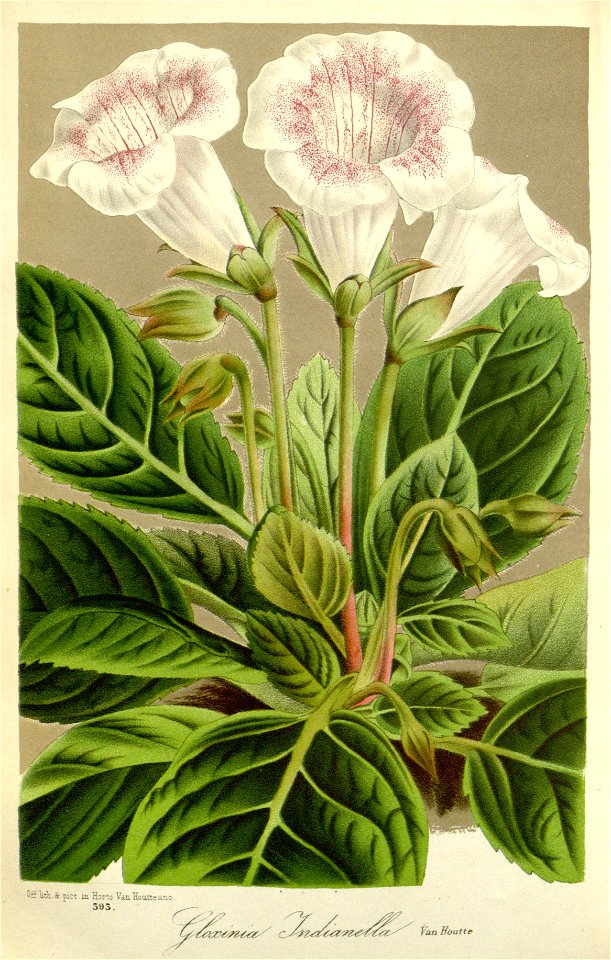 Flore des serres v16 179a