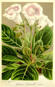 Flore des serres v16 179a