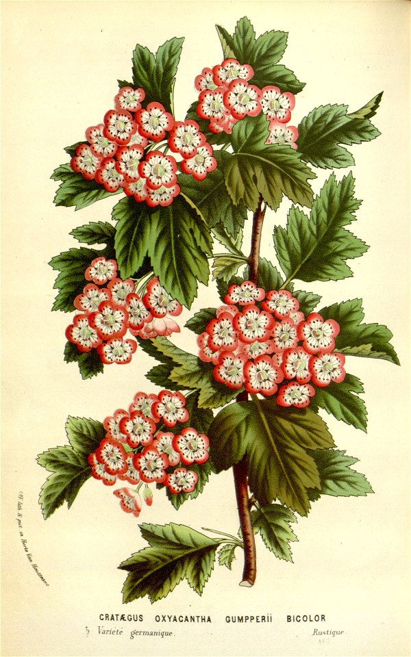 Flore des serres v16 079a