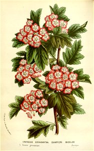 Flore des serres v16 079a