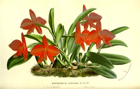 Flore des serres v17 007a