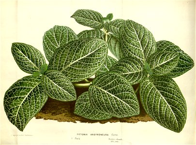Flore des serres v16 103a