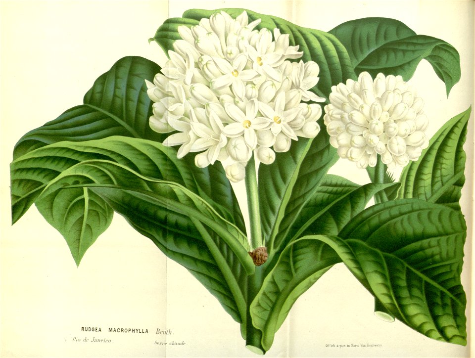 Flore des serres v17 017a