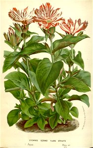 Flore des serres v16 113a