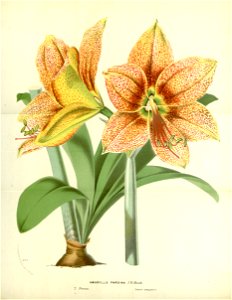 Flore des serres v17 025a
