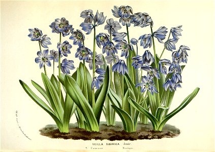 Flore des serres v16 129a