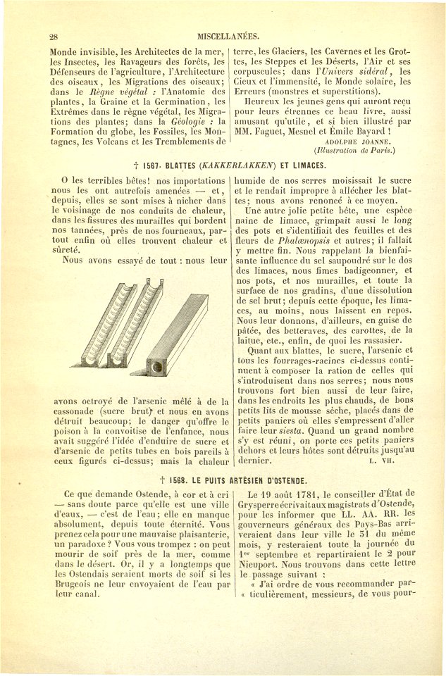 Flore des serres v17 028