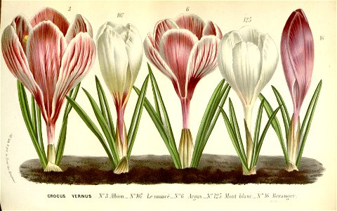 Flore des serres v16 137a