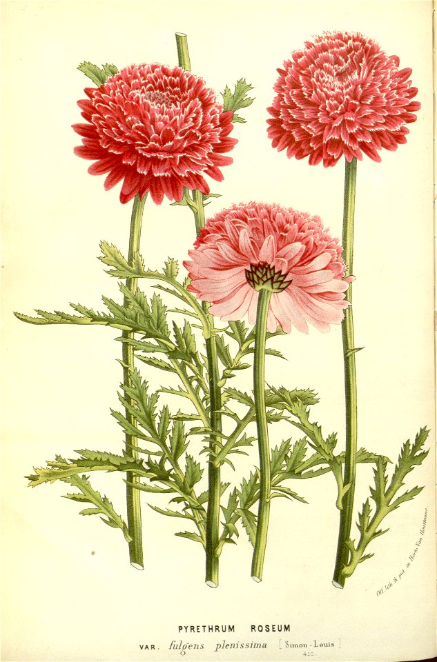 Flore des serres v17 033a