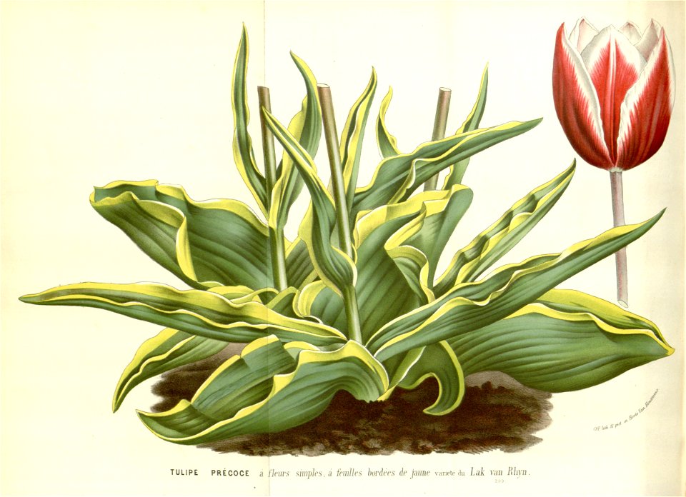 Flore des serres v16 145a