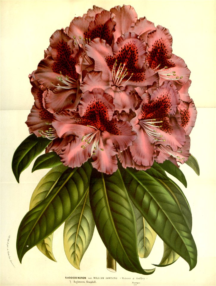 Flore des serres v17 037a