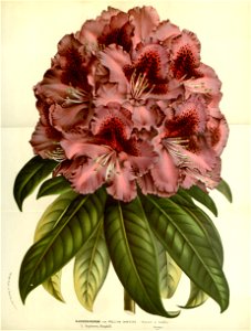 Flore des serres v17 037a