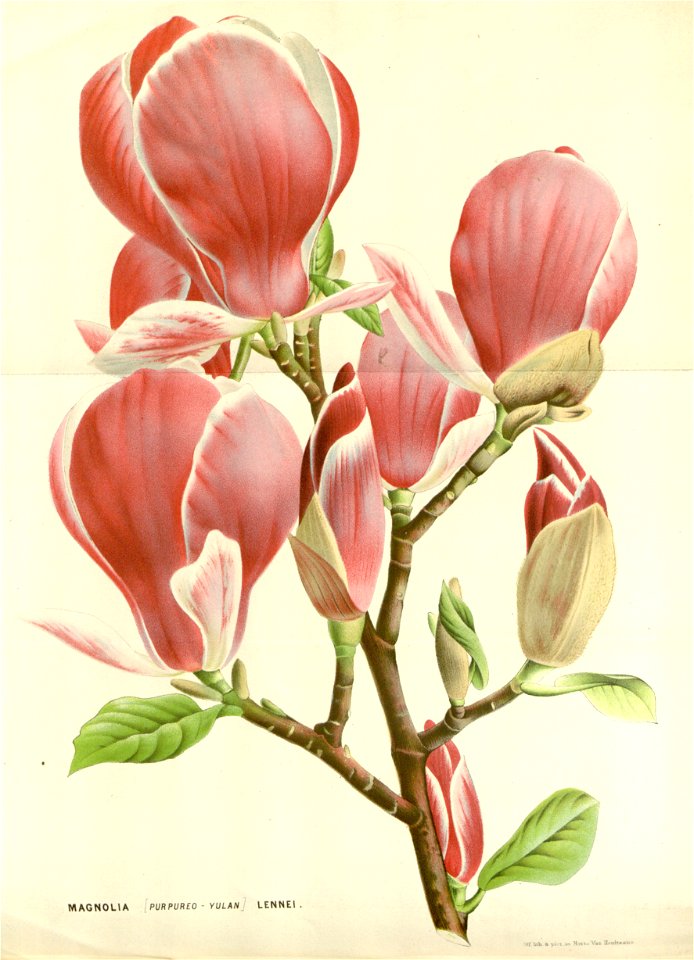 Flore des serres v16 159a