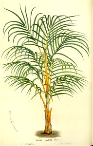 Flore des serres v17 043a