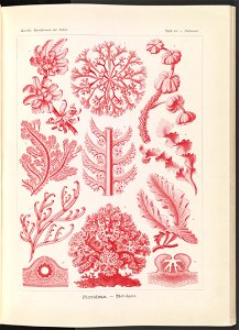 Florideae. - Rotalgen LCCN2015648947