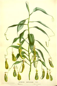 Flore des serres v16 167a