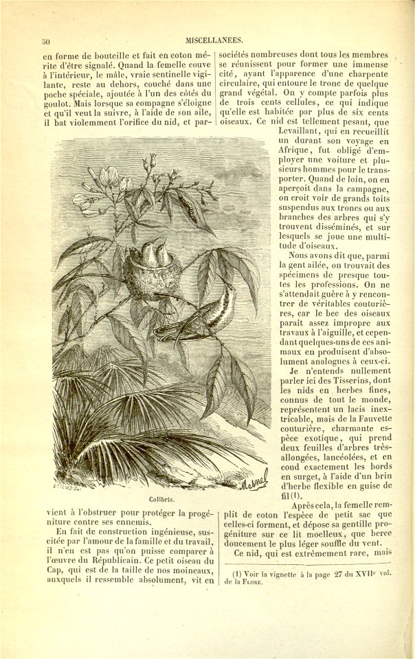 Flore des serres v17 050