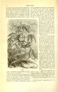 Flore des serres v17 050