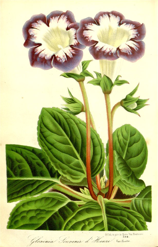 Flore des serres v16 175a