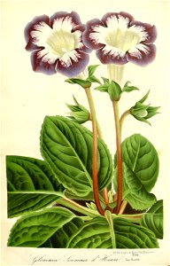 Flore des serres v16 175a