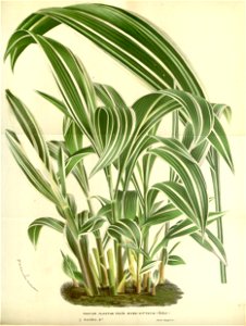 Flore des serres v17 057a