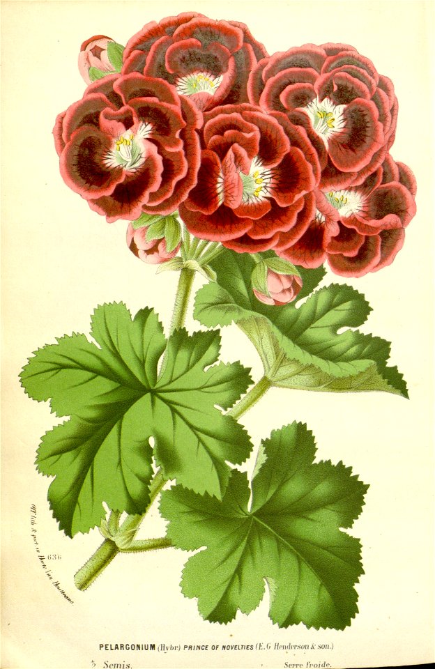 Flore des serres v16 183a