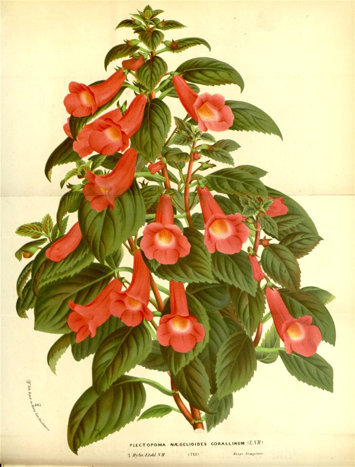 Flore des serres v17 067a