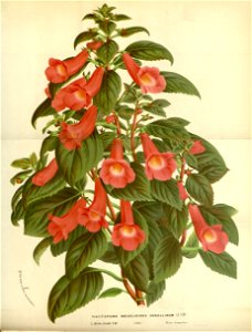 Flore des serres v17 067a