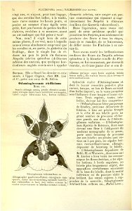 Flore des serres v17 074