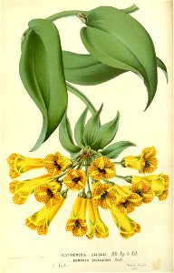 Flore des serres v17 015a