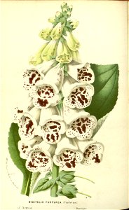 Flore des serres v17 081a