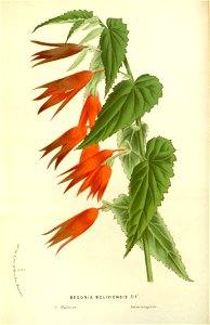 Flore des serres v17 021a