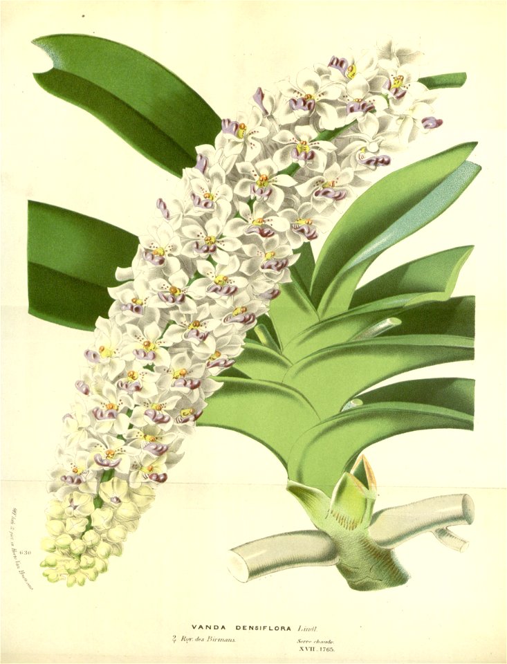 Flore des serres v17 089a