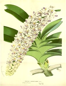 Flore des serres v17 089a