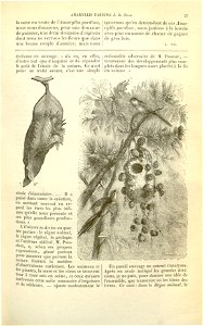 Flore des serres v17 027