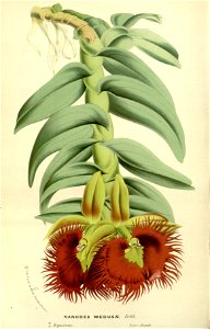 Flore des serres v17 099a