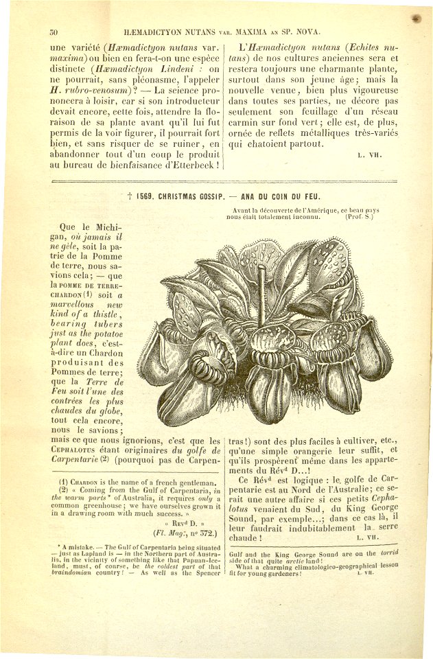Flore des serres v17 030