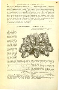 Flore des serres v17 030