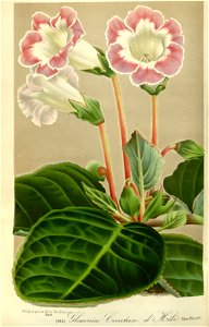 Flore des serres v17 103a
