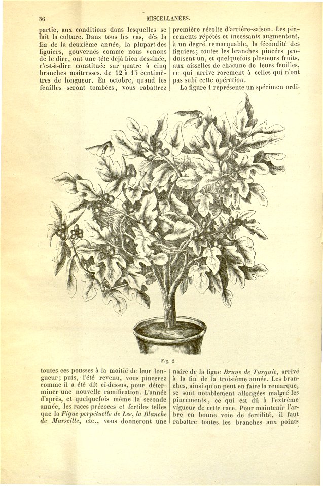 Flore des serres v17 036