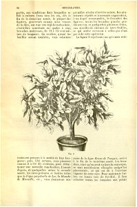 Flore des serres v17 036