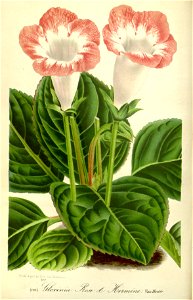 Flore des serres v17 107a